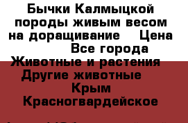 Бычки Калмыцкой породы живым весом на доращивание. › Цена ­ 135 - Все города Животные и растения » Другие животные   . Крым,Красногвардейское